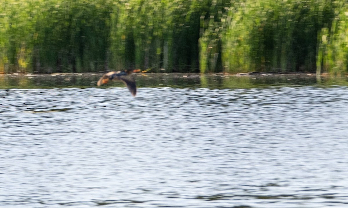 Least Bittern - ML620381799