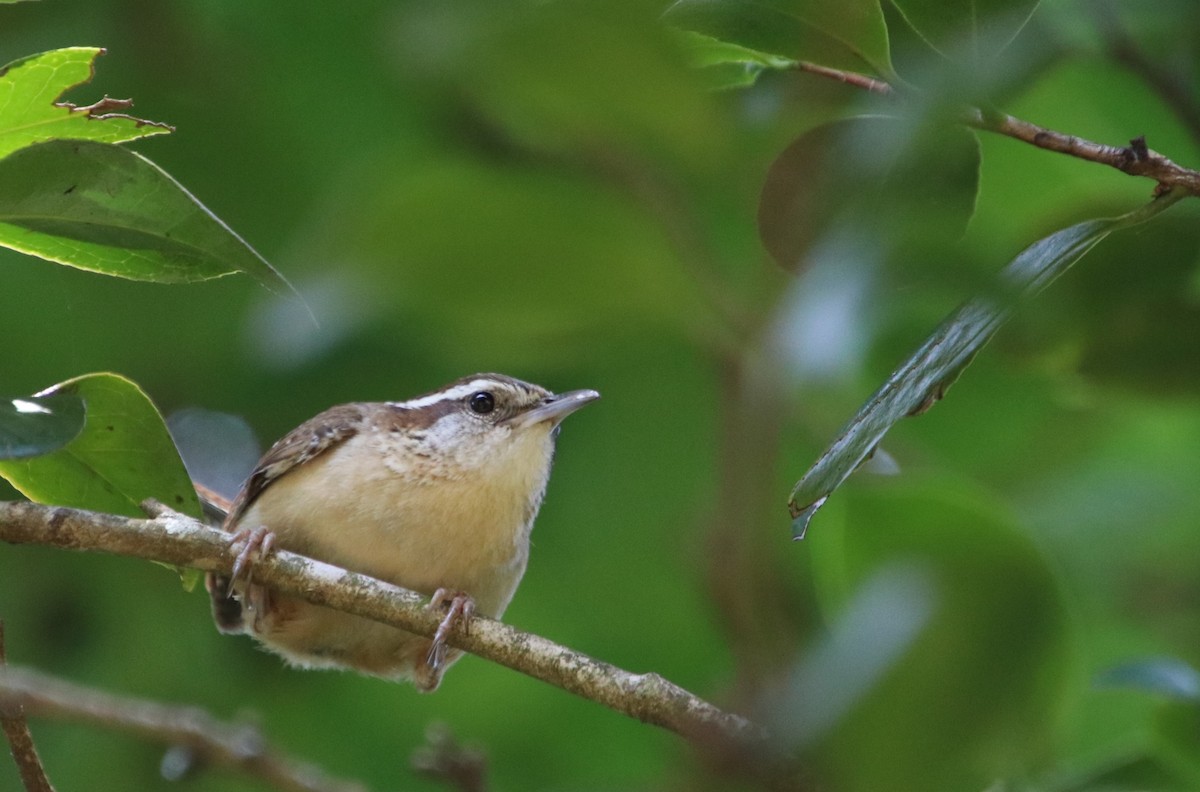 Carolina Wren - ML620381801