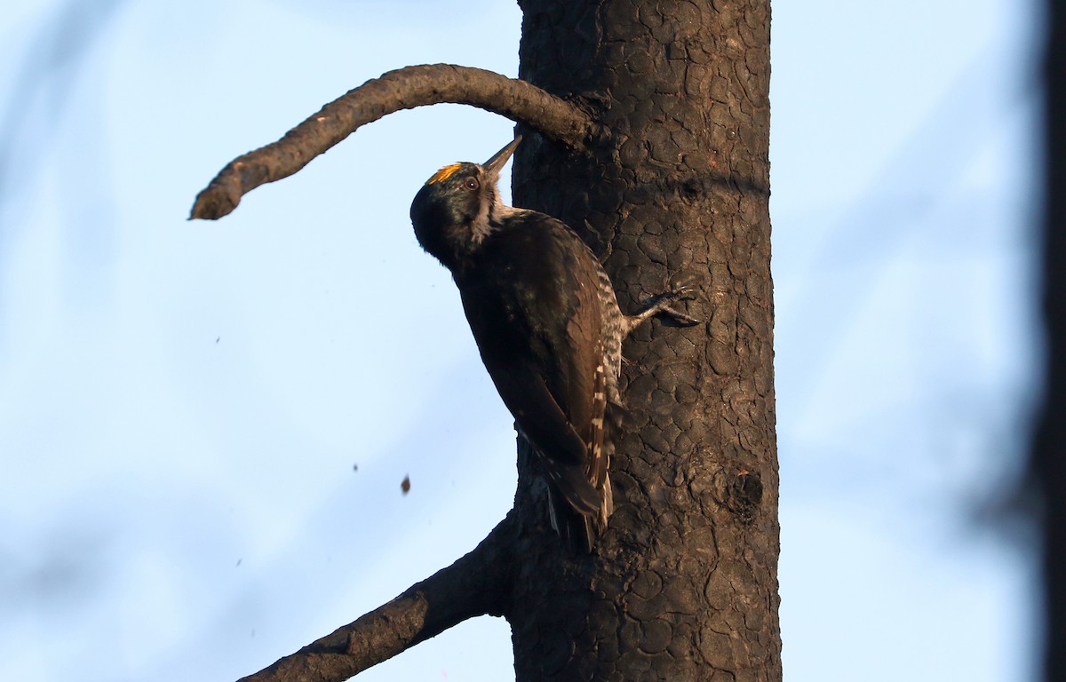 Black-backed Woodpecker - ML620381802