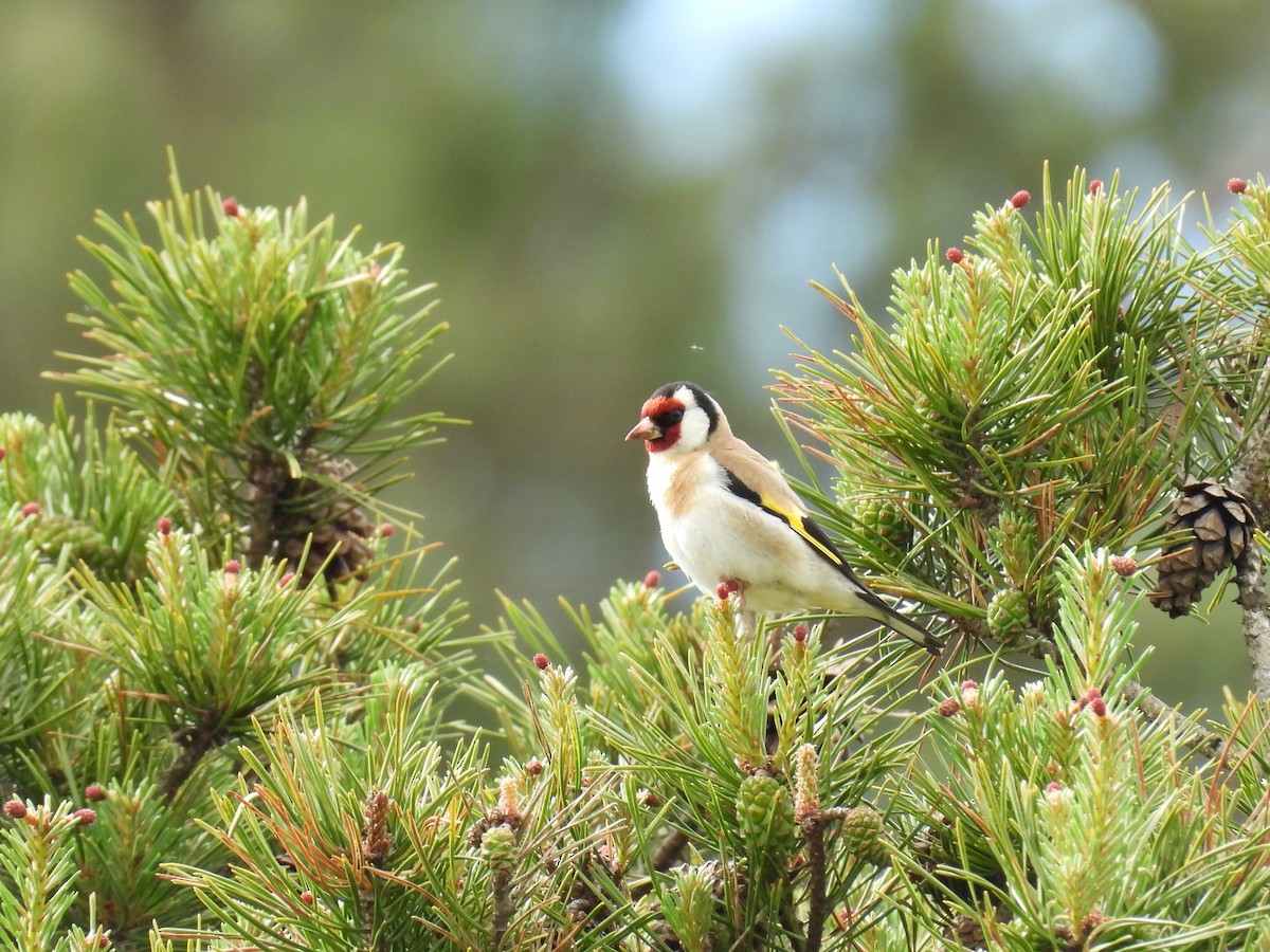 European Goldfinch - ML620381815