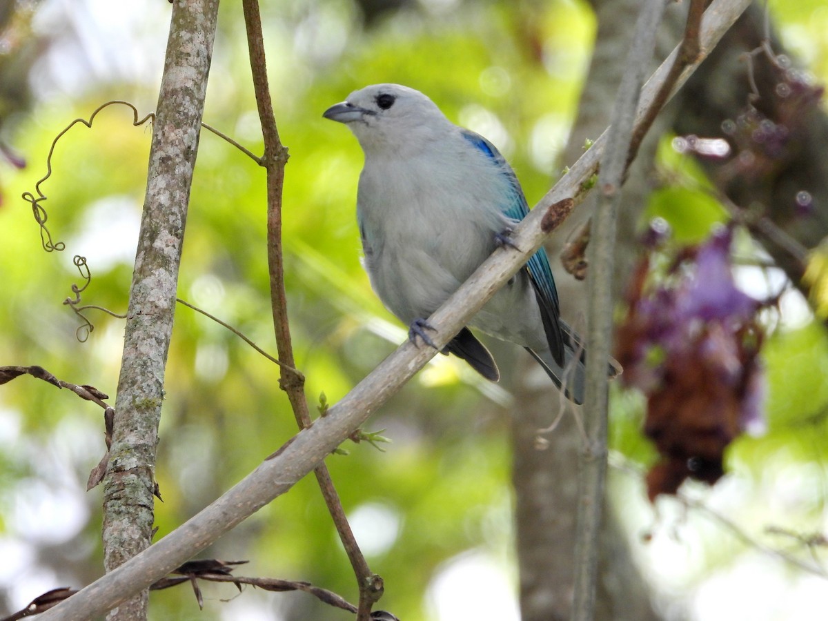 Blue-gray Tanager - ML620381822