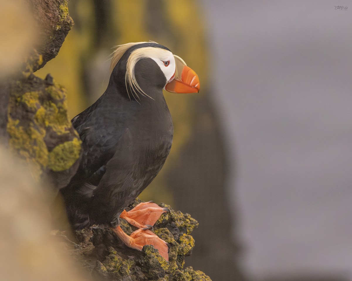 Tufted Puffin - ML620381834