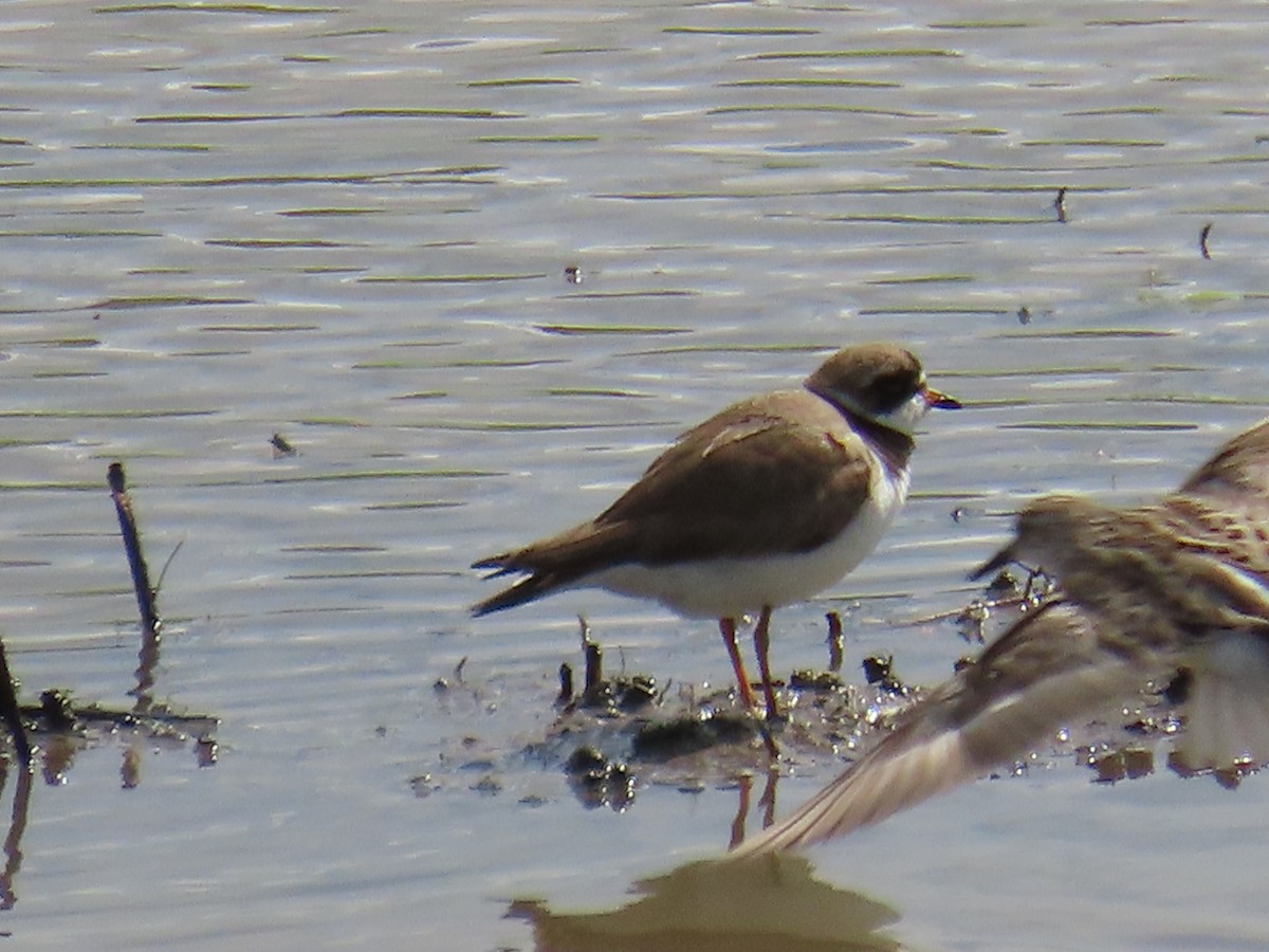 Semipalmated Plover - ML620381846