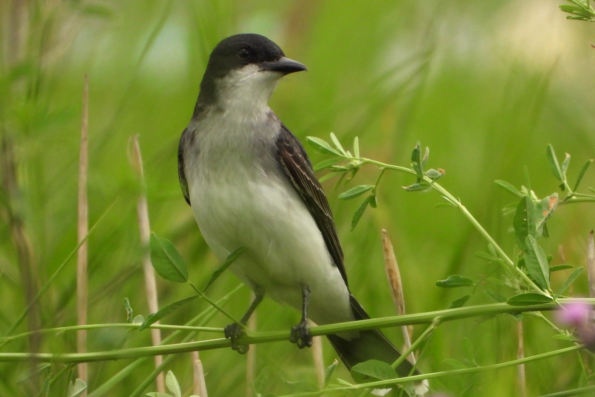 Eastern Kingbird - Ken Vinciquerra