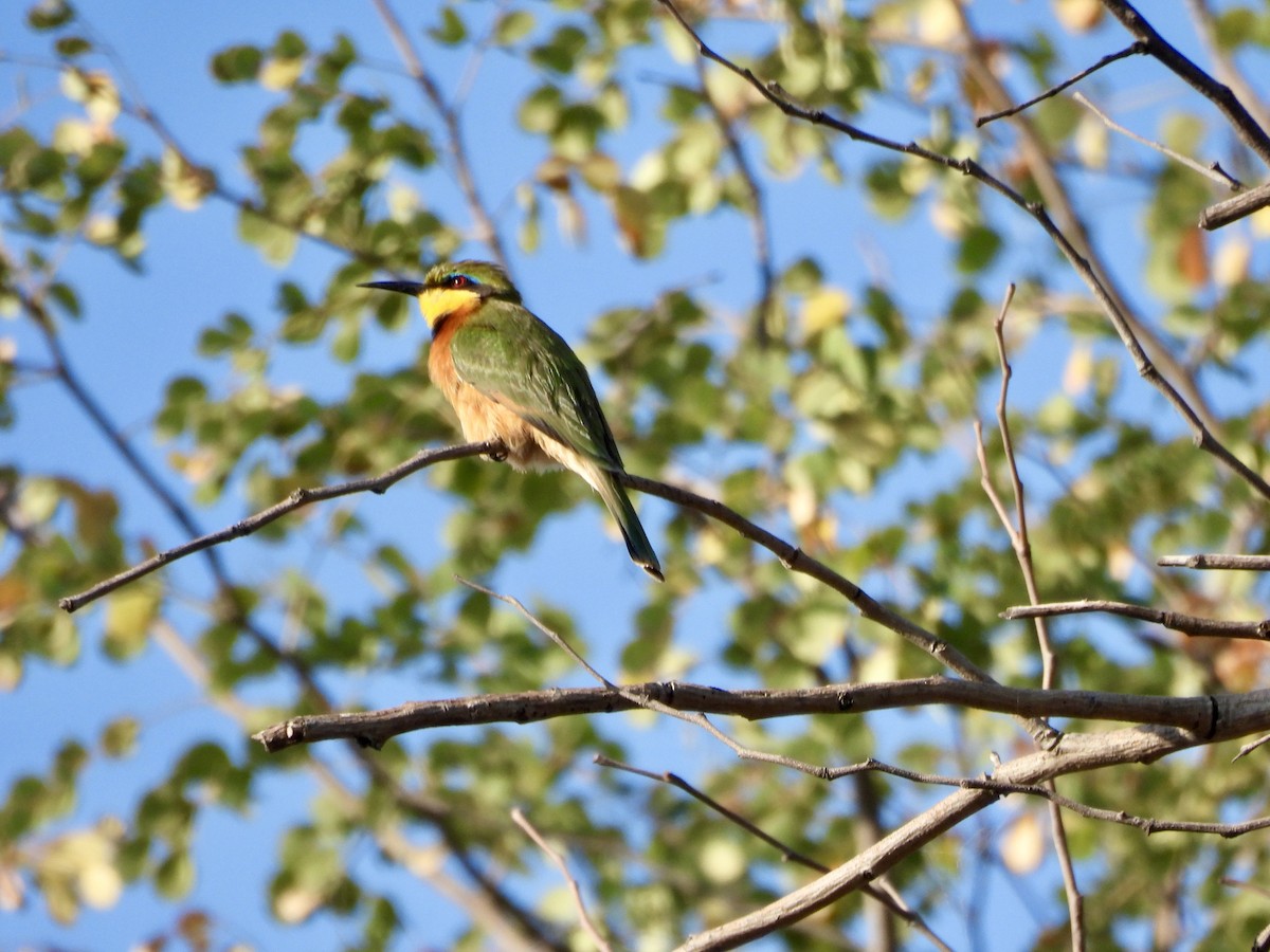 Little Bee-eater - ML620381849