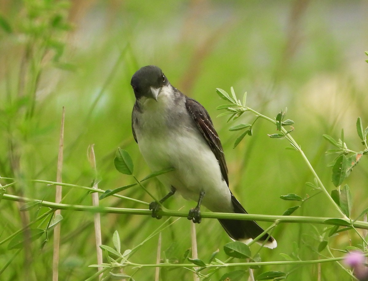 Eastern Kingbird - ML620381850