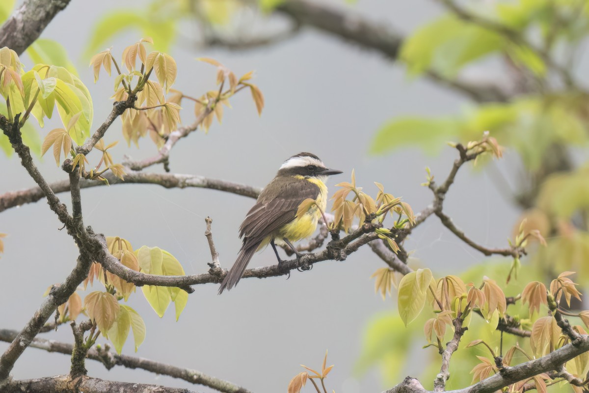 White-ringed Flycatcher - ML620381862