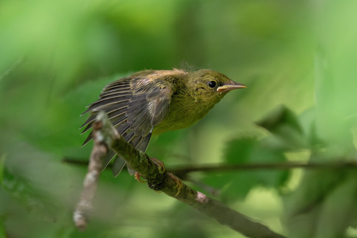 Blauflügel-Waldsänger - ML620381873