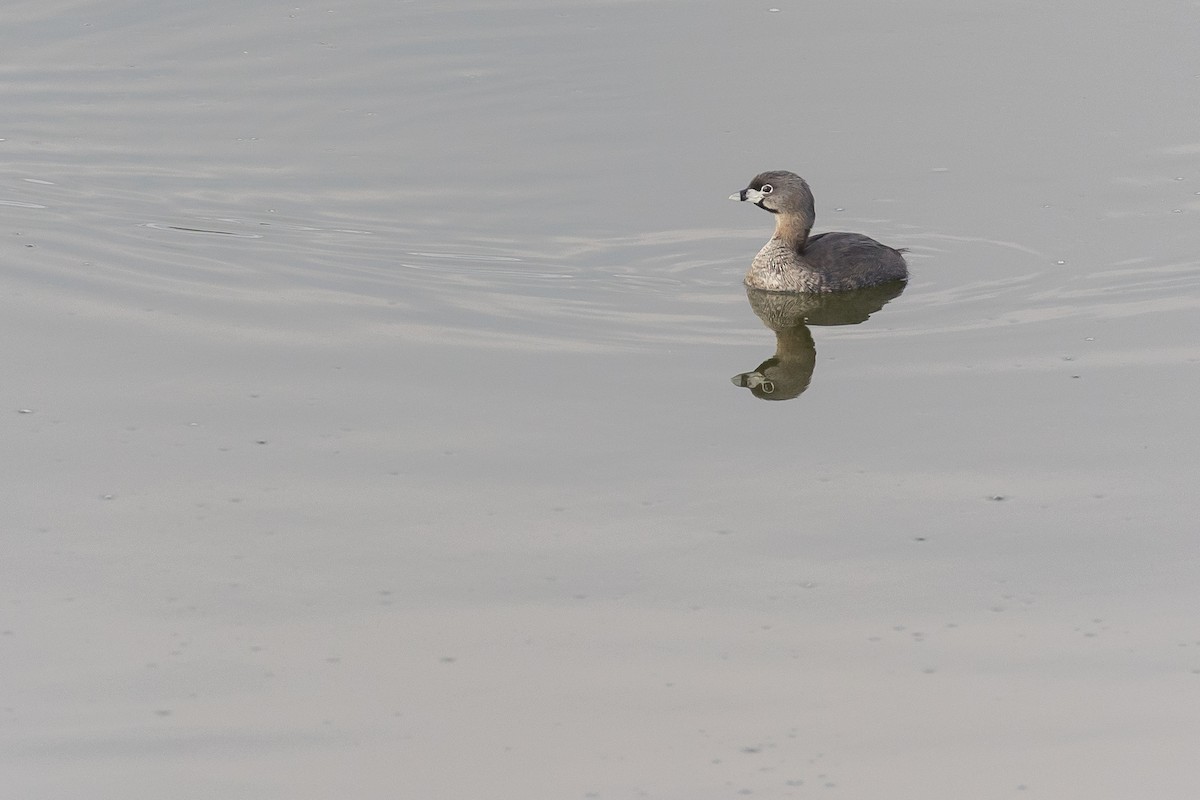 Pied-billed Grebe - ML620381875