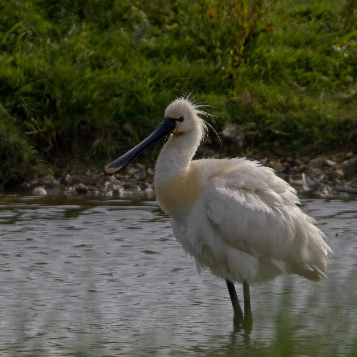 白琵鷺 - ML620381877