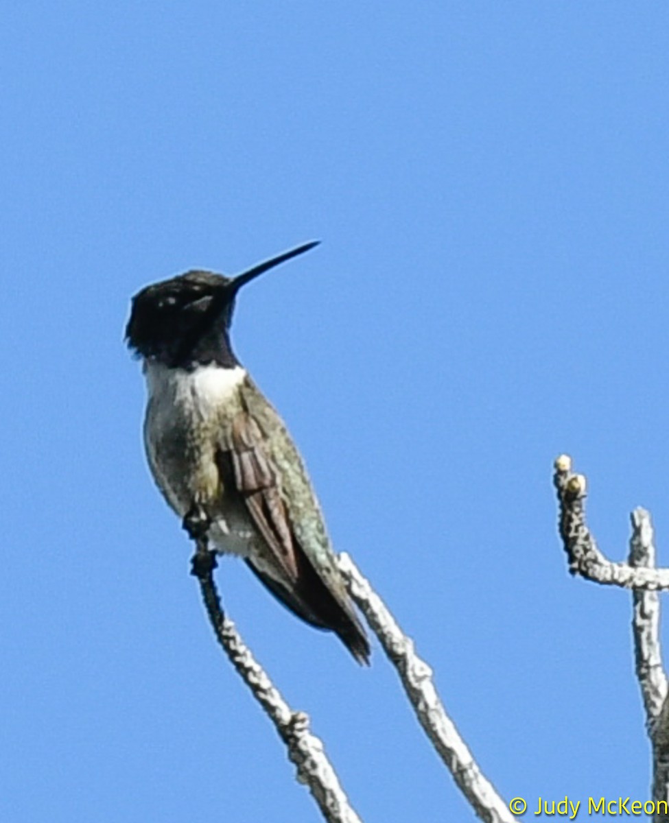 Black-chinned Hummingbird - ML620381881