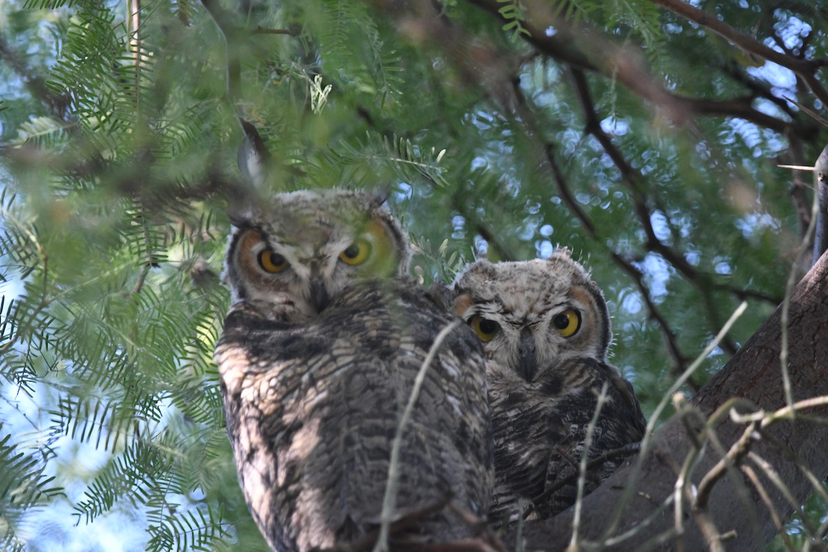 Great Horned Owl - ML620381882