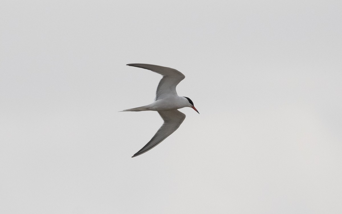 Common Tern - ML620381897