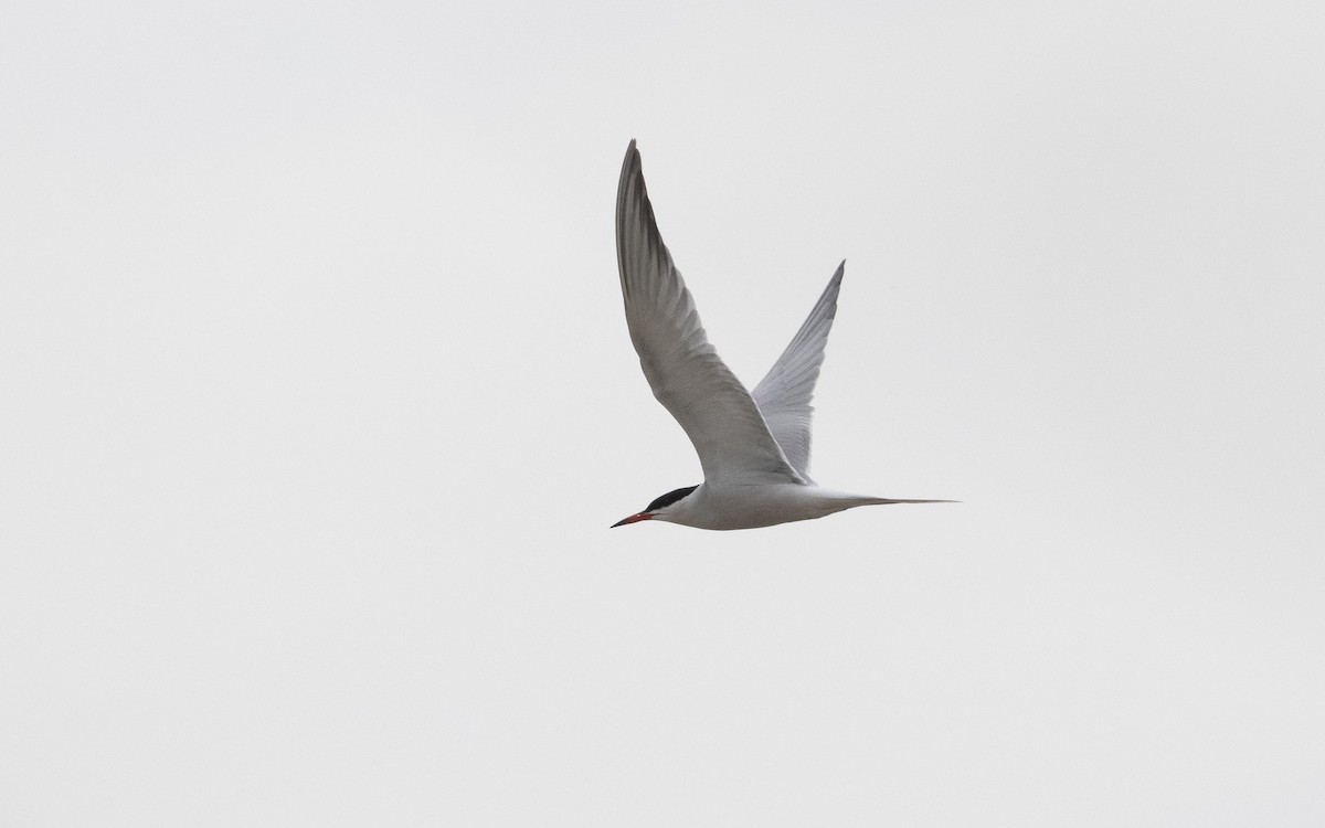 Common Tern - ML620381898