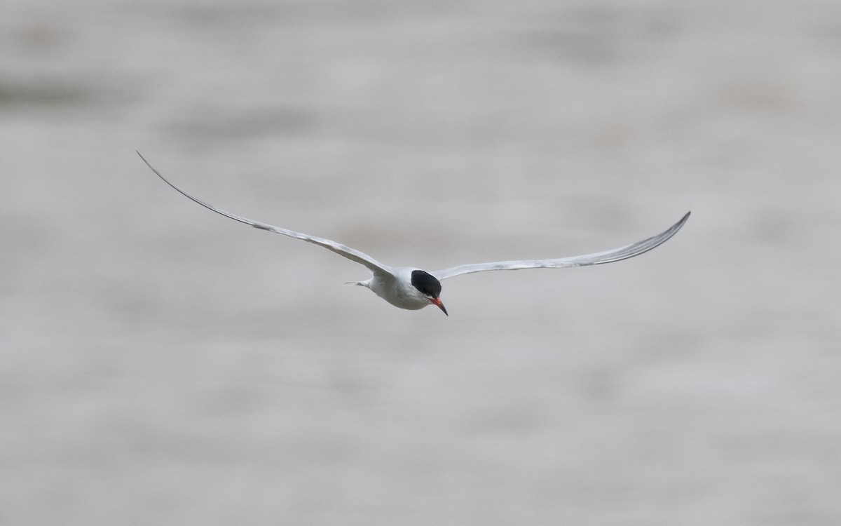 Common Tern - ML620381899