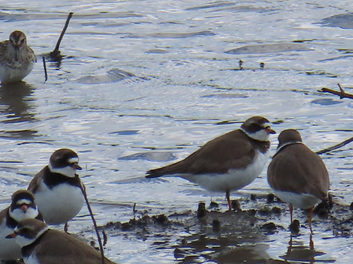 Semipalmated Plover - Mayte Torres