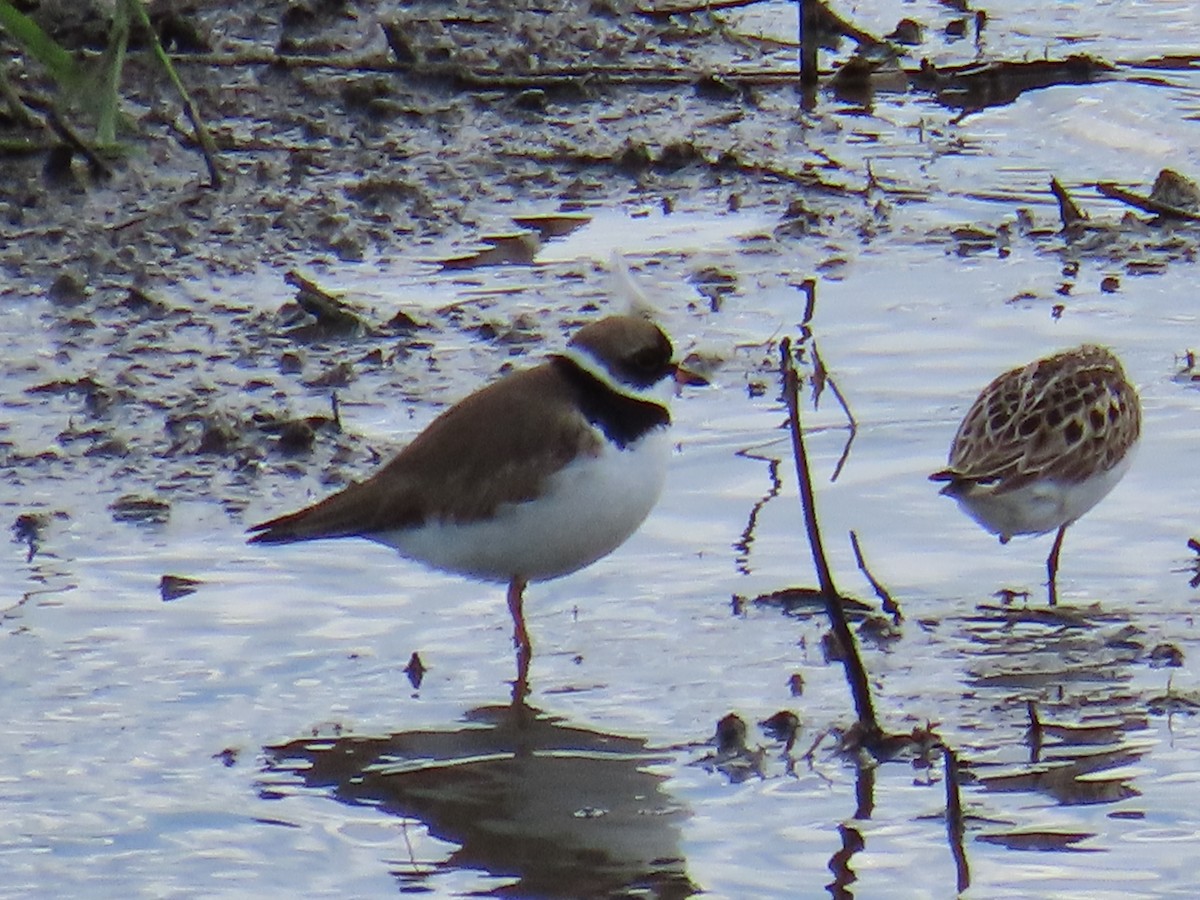 Semipalmated Plover - ML620381910