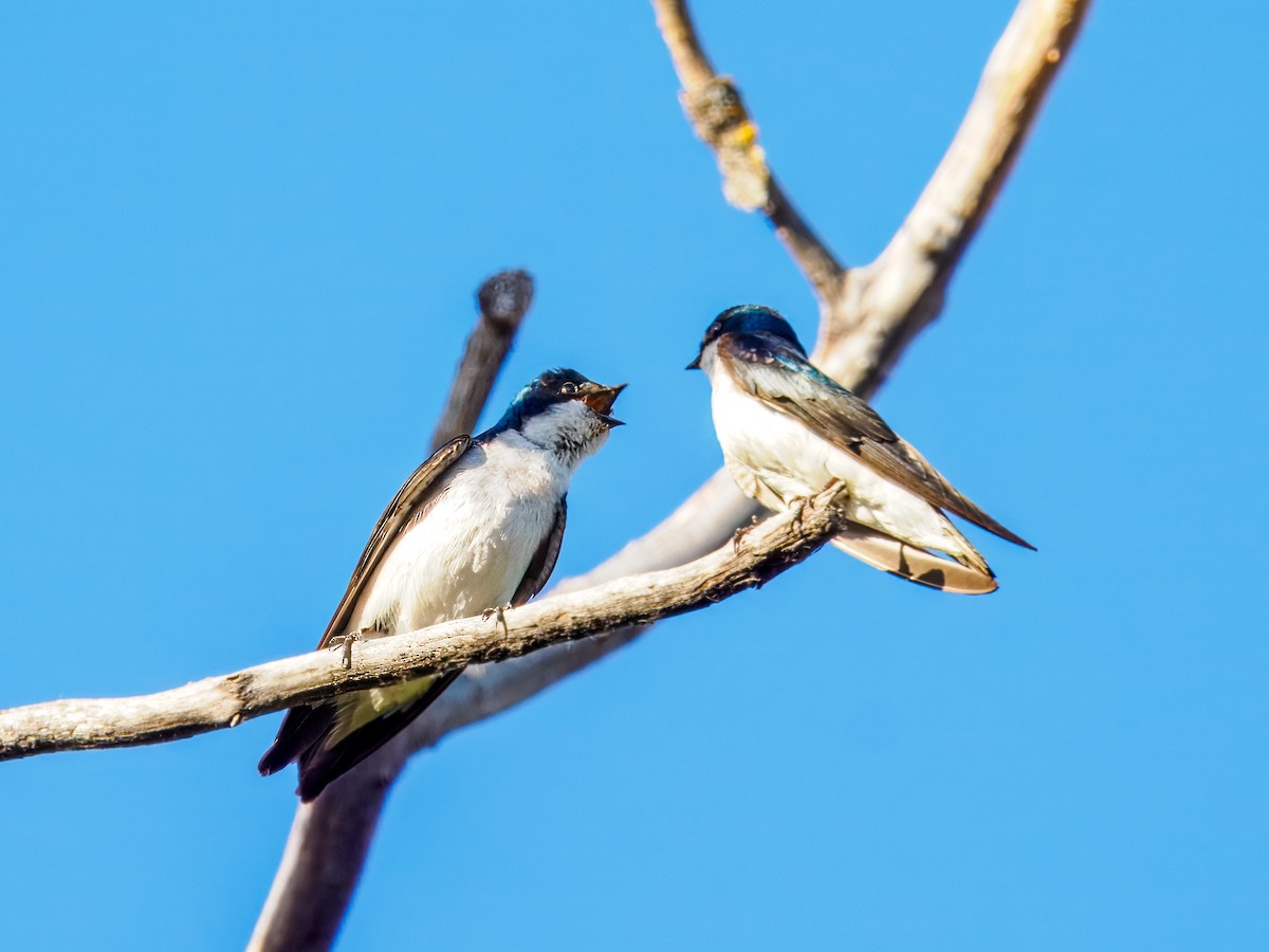 Tree Swallow - ML620381911