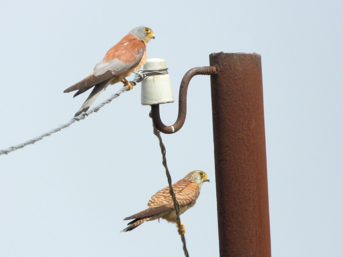 Lesser Kestrel - ML620381929