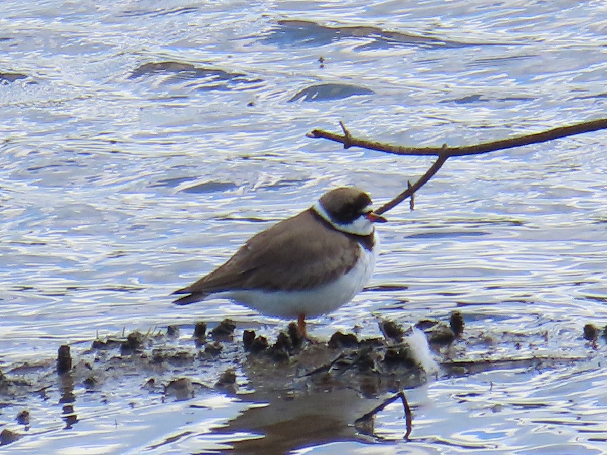 Semipalmated Plover - ML620381956
