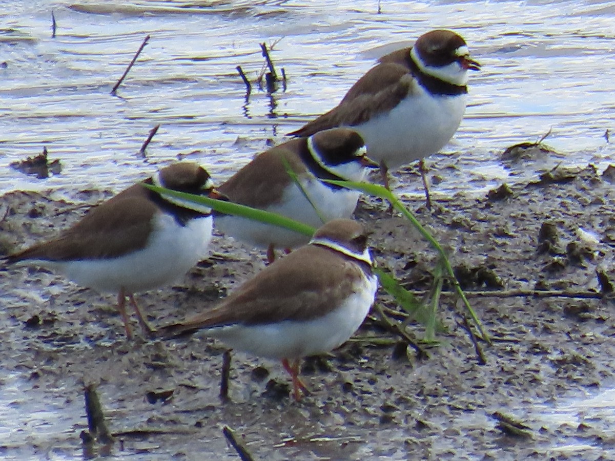 Semipalmated Plover - ML620381964