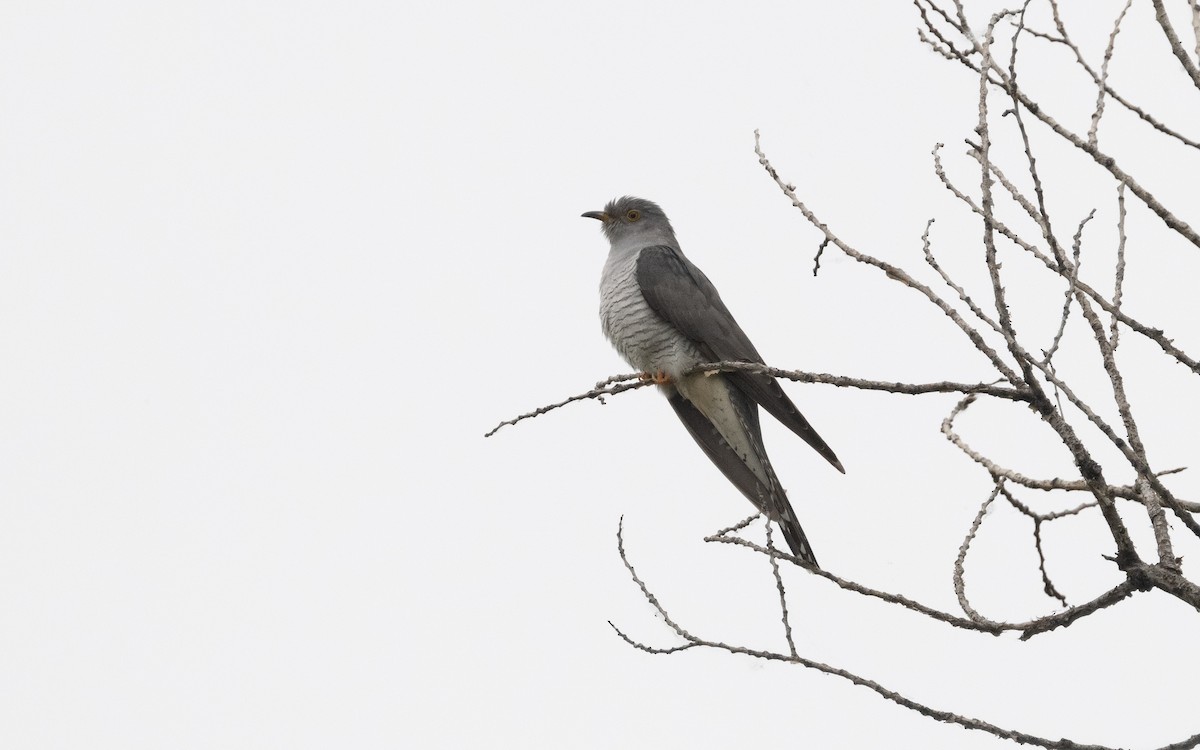 Common Cuckoo - ML620381967