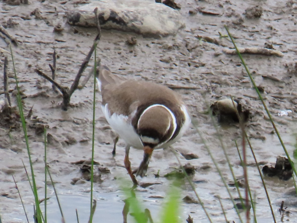 Semipalmated Plover - ML620381982