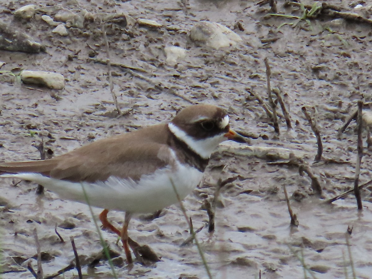 Semipalmated Plover - ML620381983