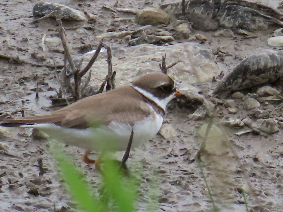 Semipalmated Plover - ML620381984