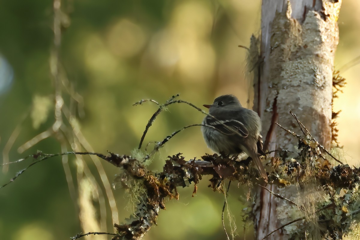 Hammond's Flycatcher - ML620381991