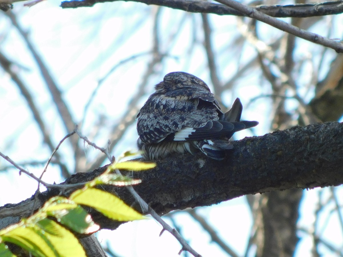 Common Nighthawk - ML620381994