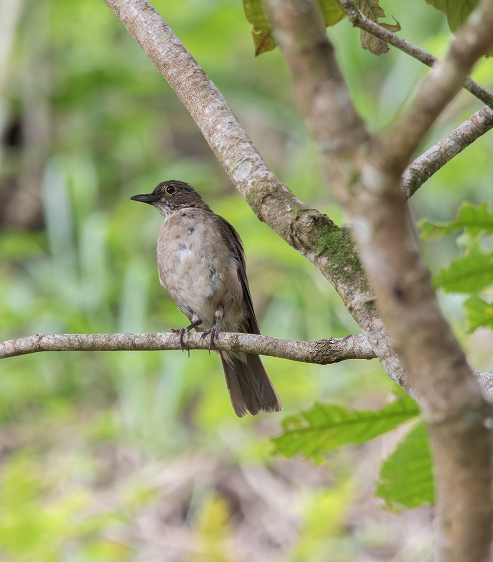 White-throated Thrush - ML620382002