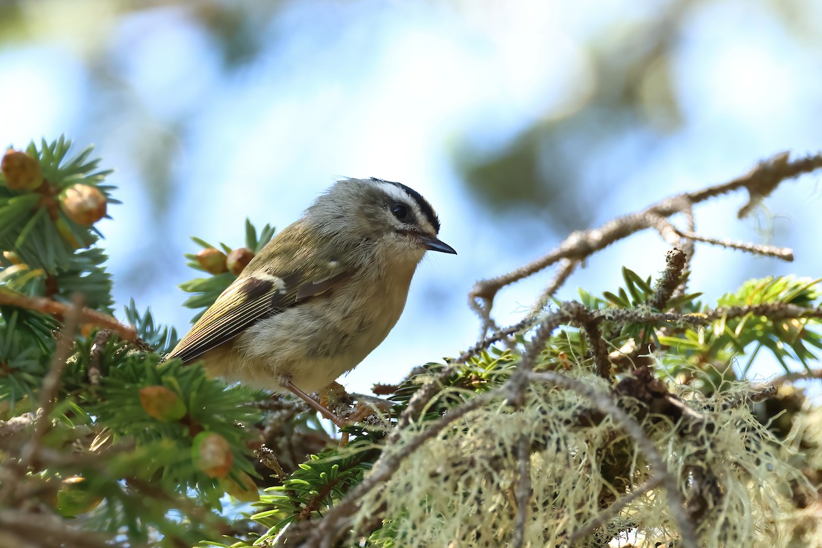 Golden-crowned Kinglet - ML620382025