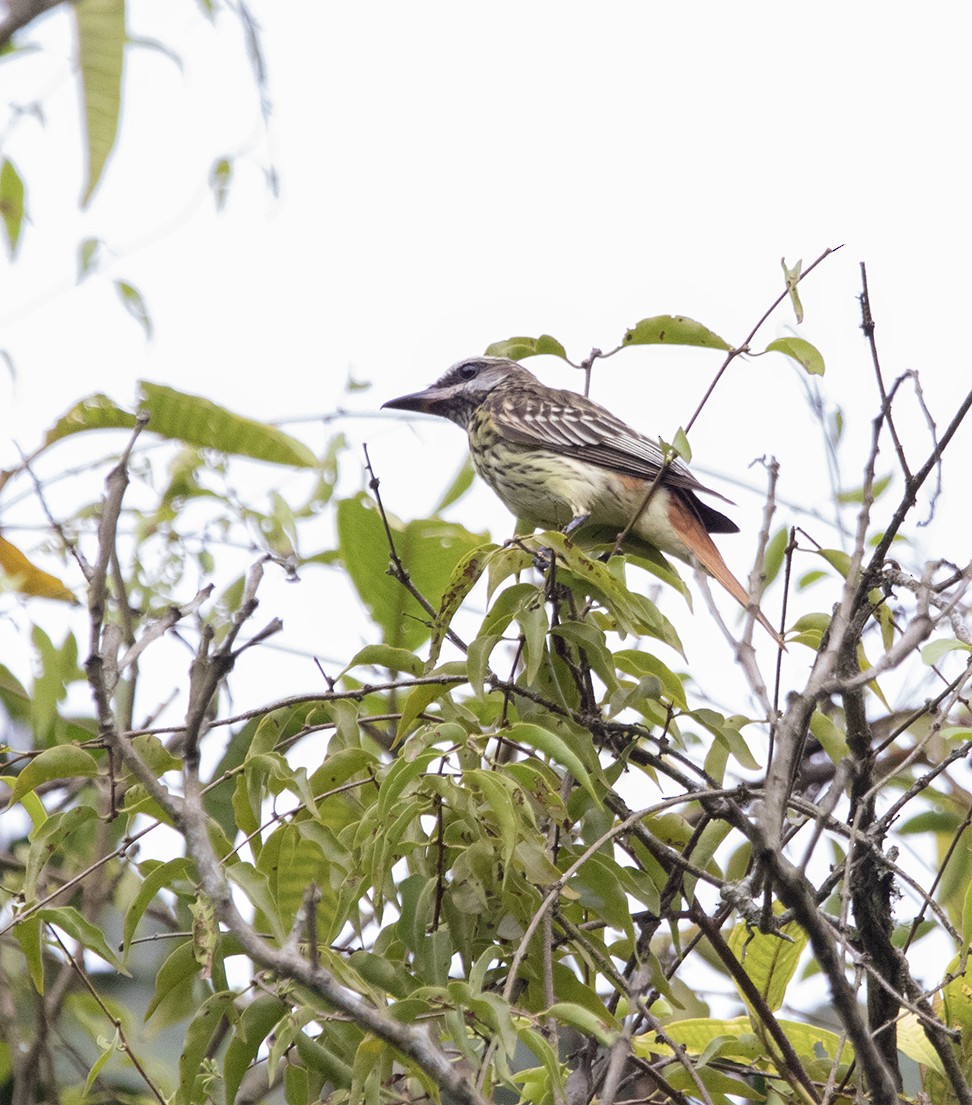 Sulphur-bellied Flycatcher - ML620382035