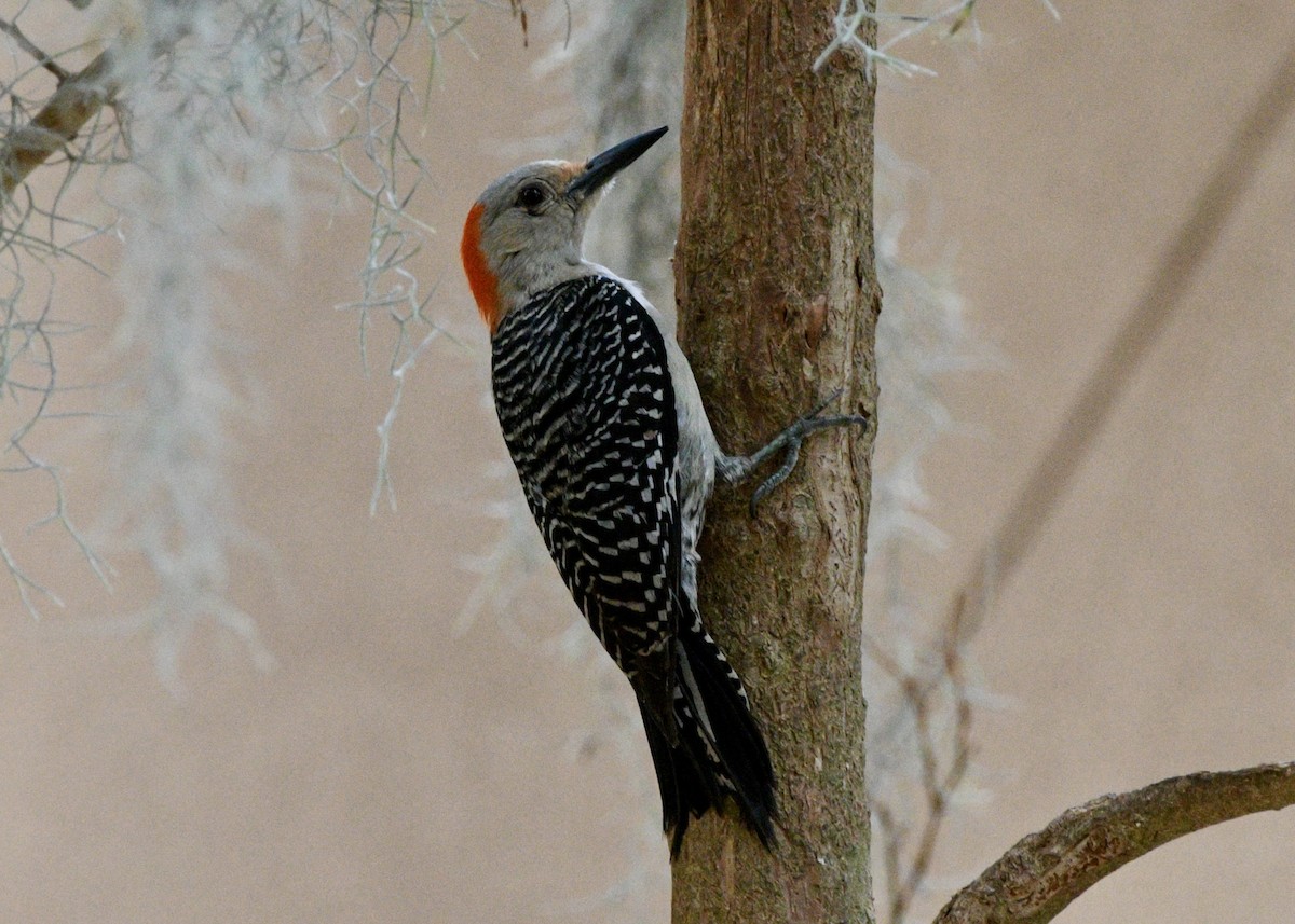 Red-bellied Woodpecker - ML620382036