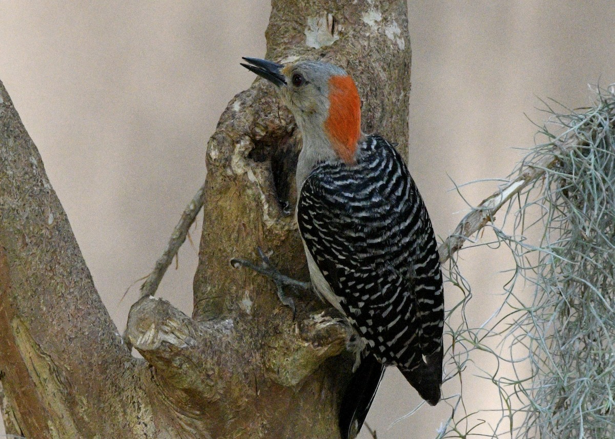 Red-bellied Woodpecker - ML620382038