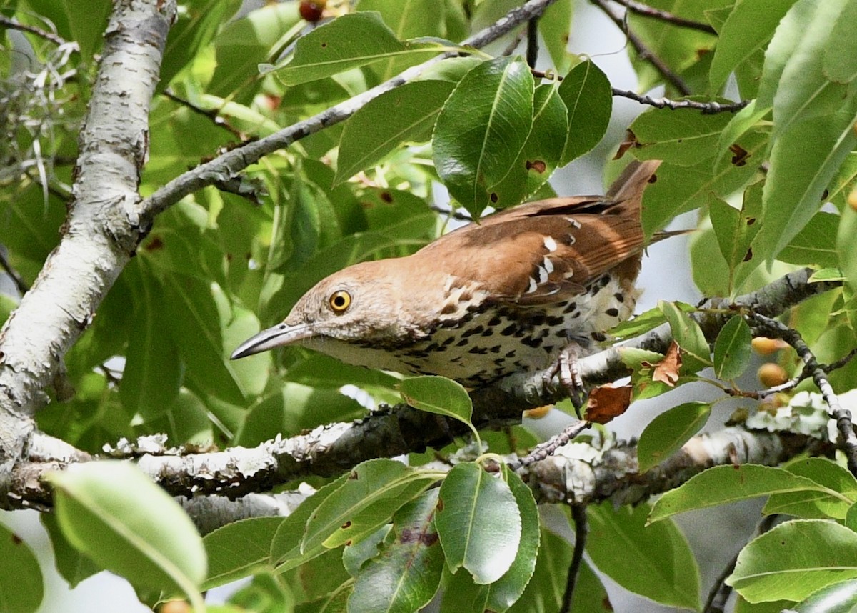 Brown Thrasher - ML620382045