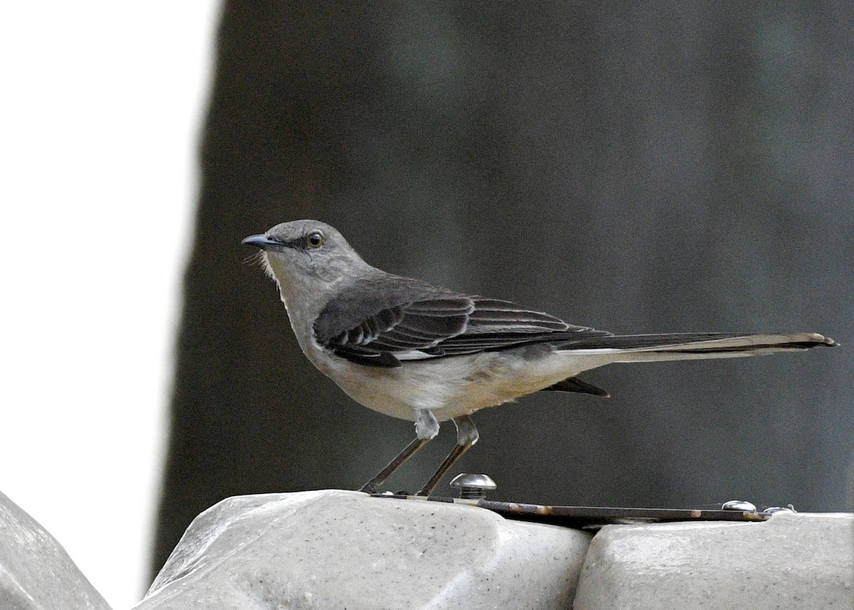 Northern Mockingbird - ML620382047