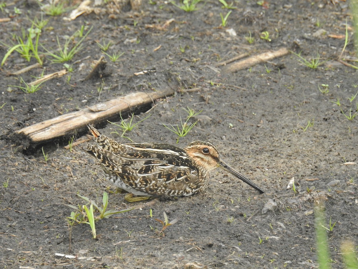 Wilson's Snipe - ML620382050