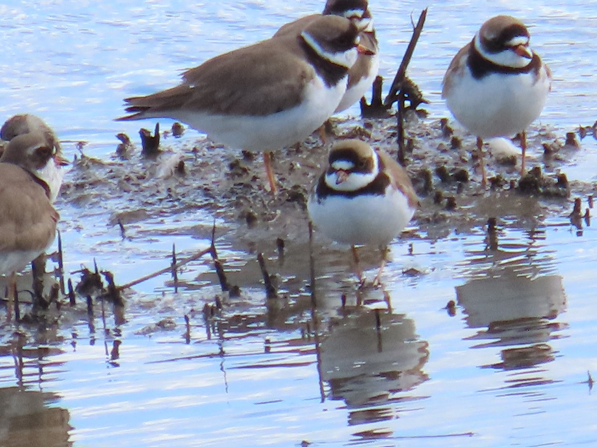 Semipalmated Plover - ML620382052