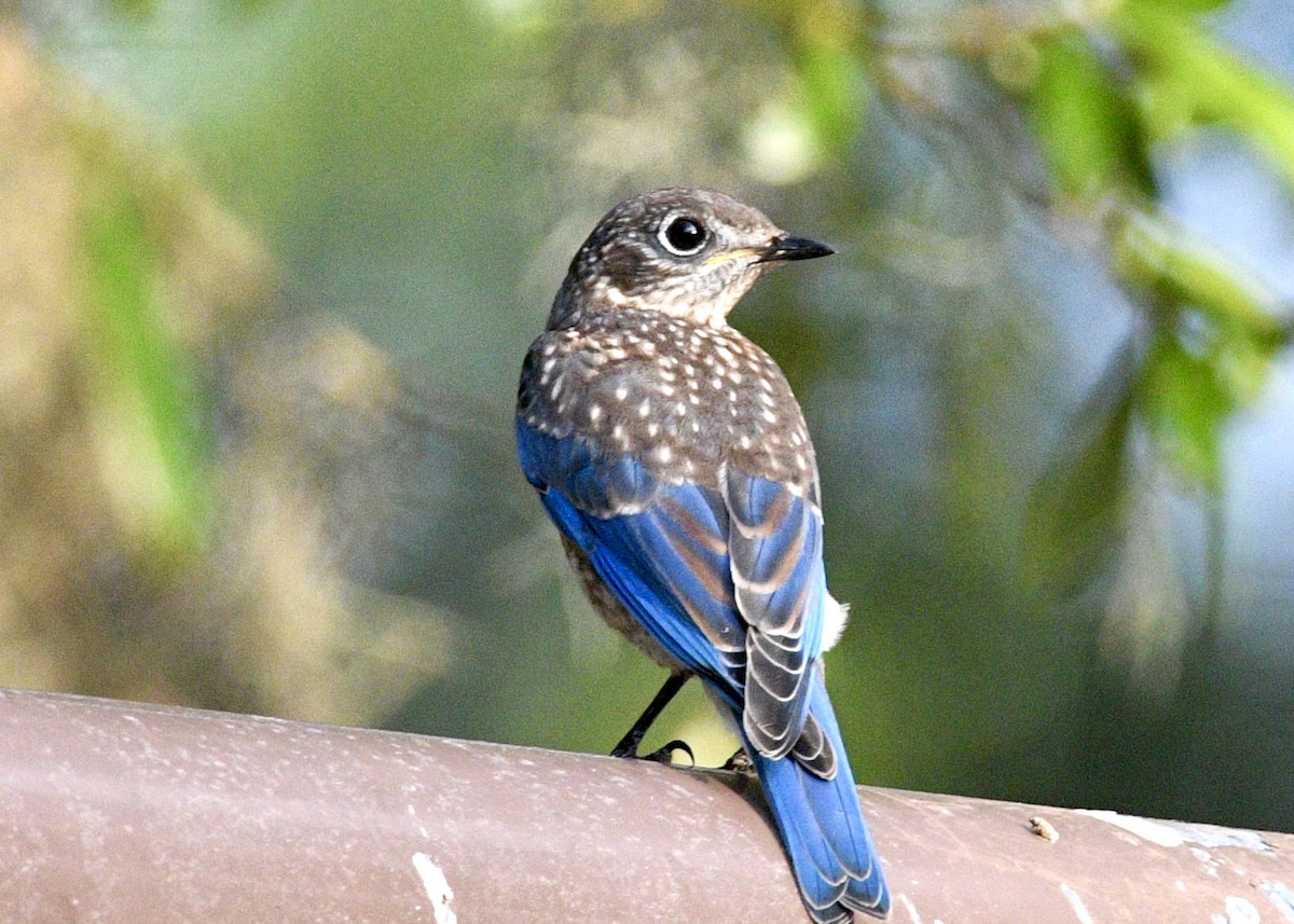 Eastern Bluebird - ML620382057