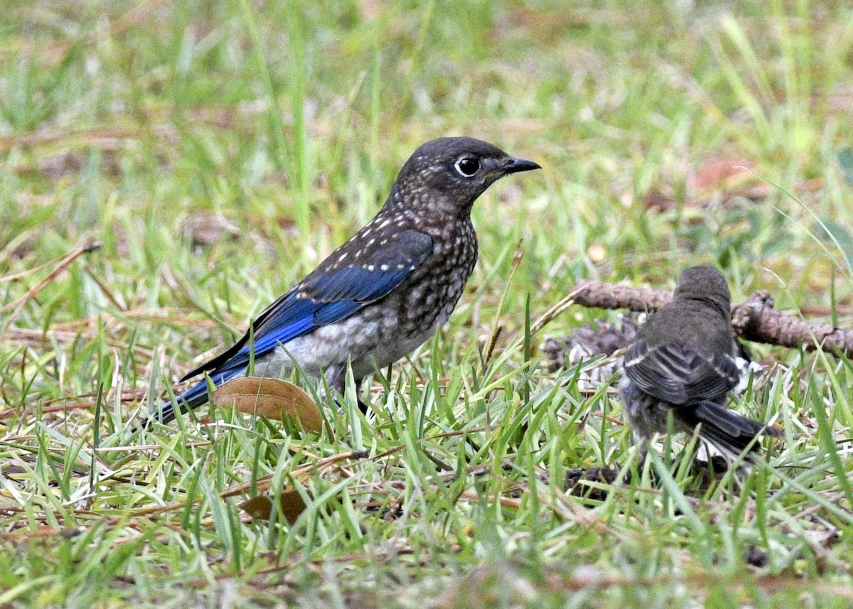 Eastern Bluebird - ML620382058