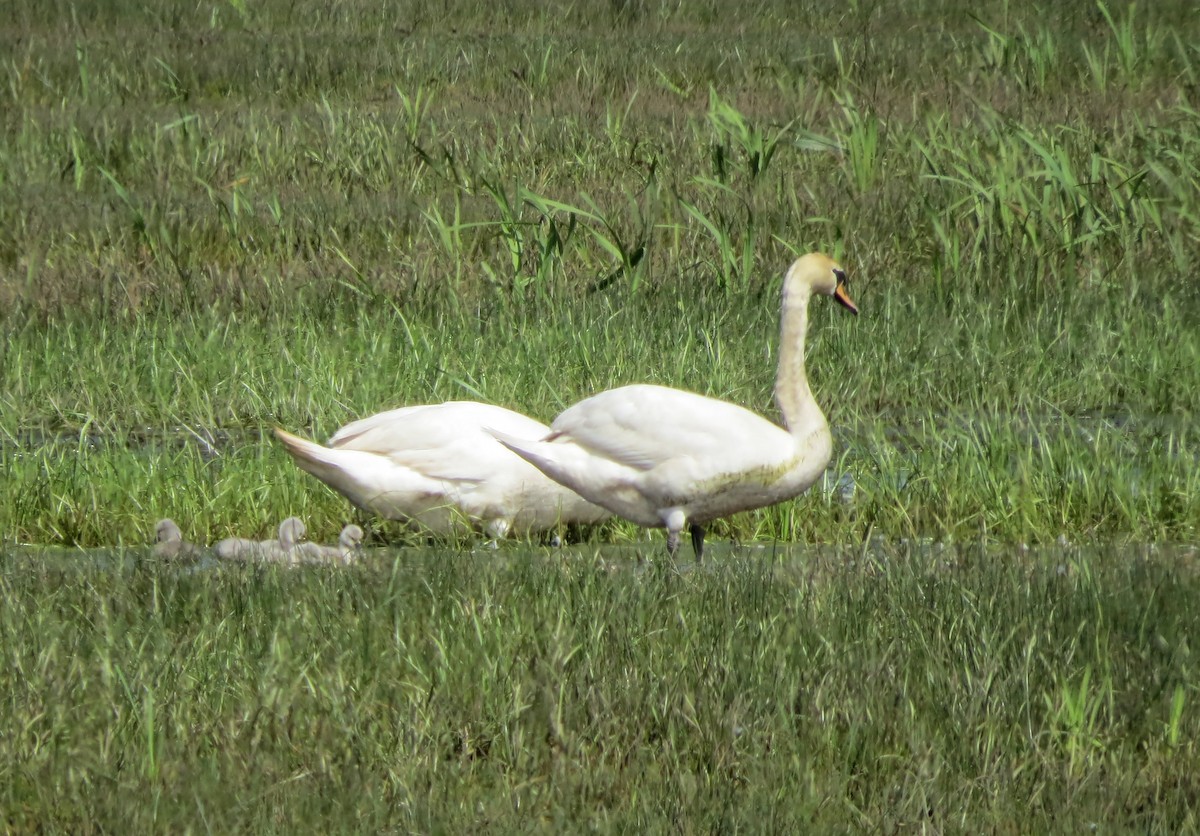 Mute Swan - ML620382063