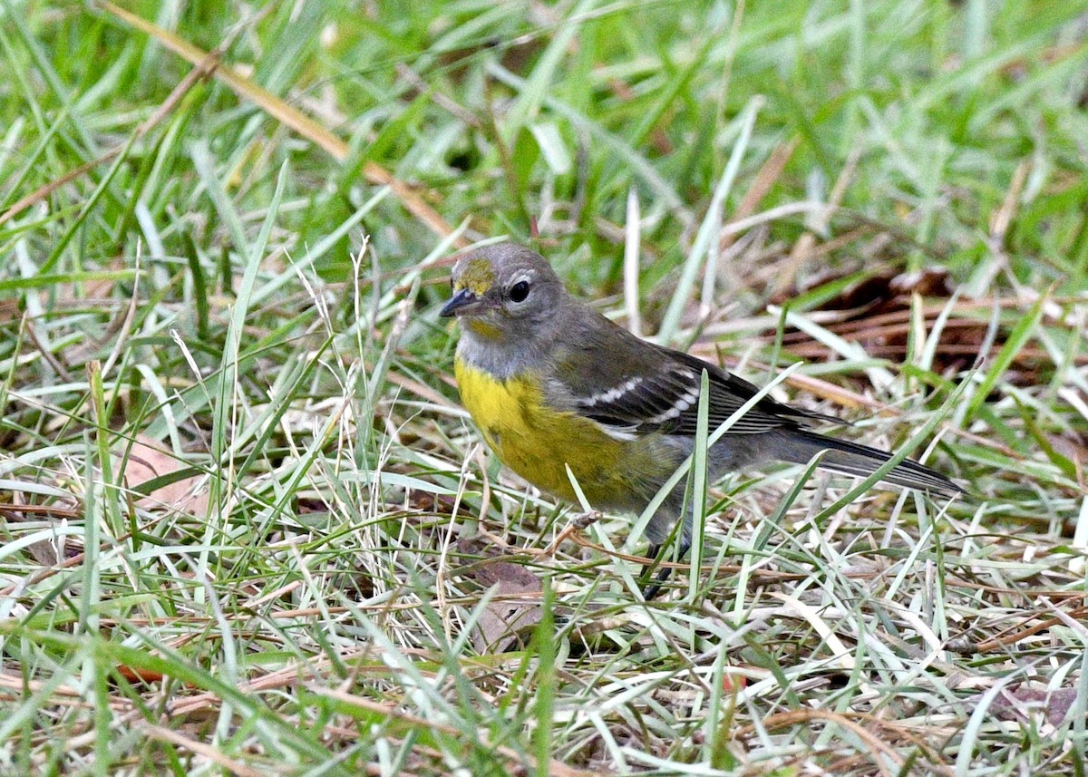 Pine Warbler - ML620382065