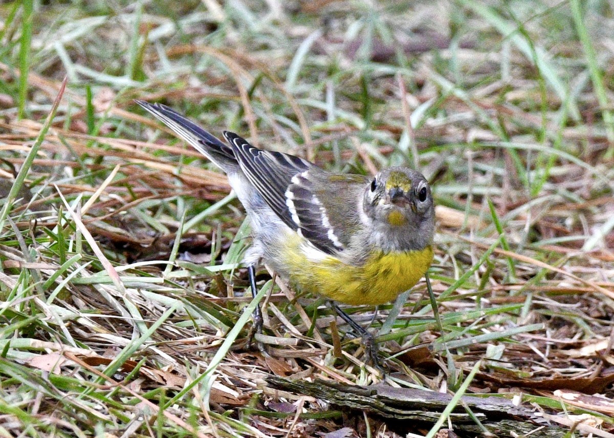 Pine Warbler - ML620382066