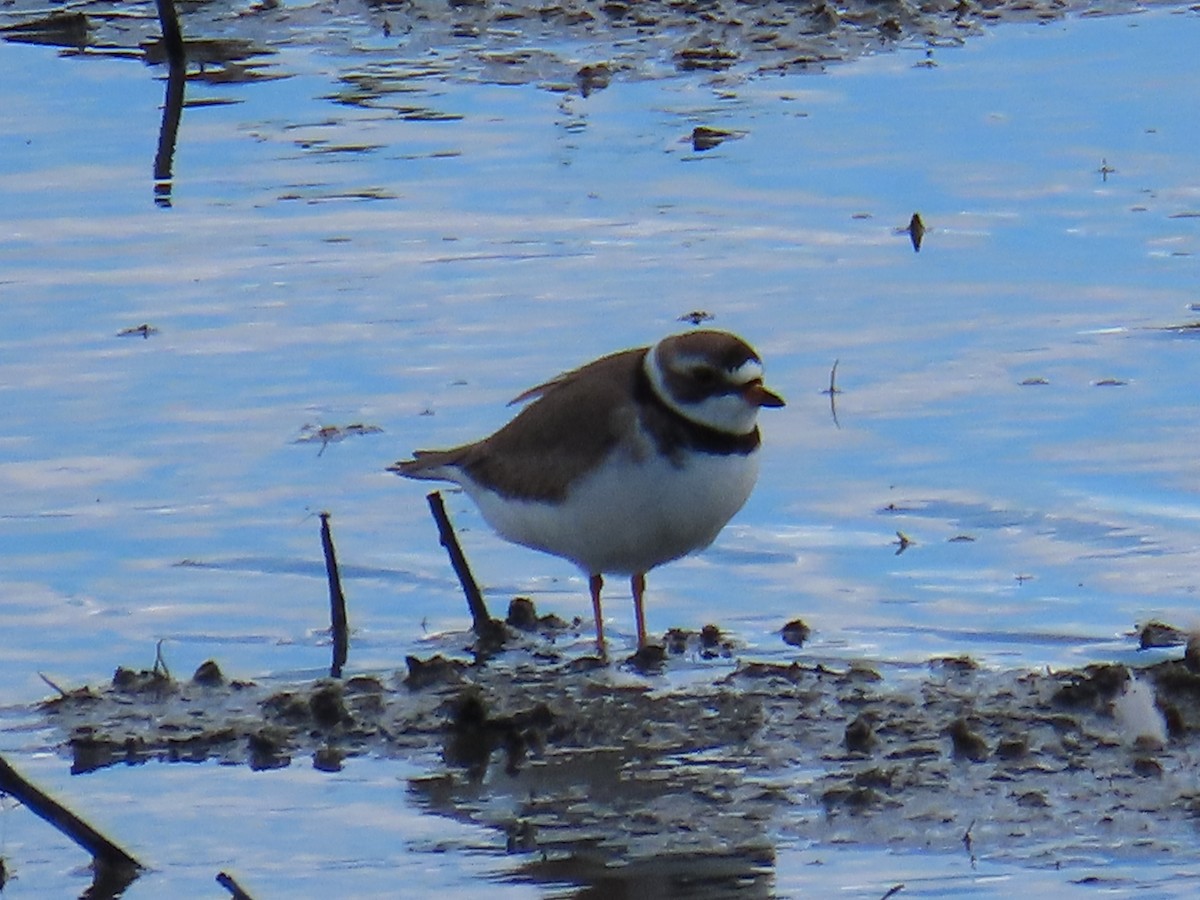 Semipalmated Plover - ML620382068