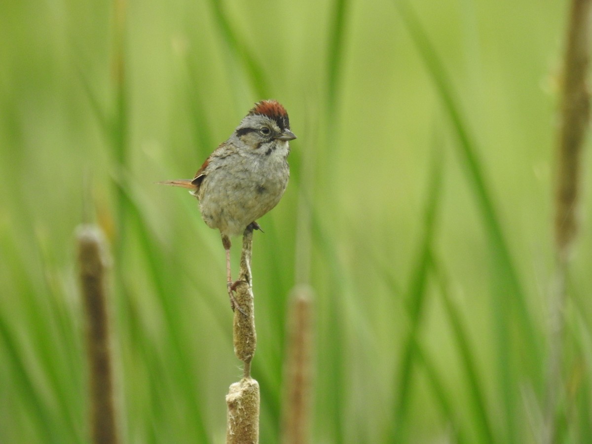 Swamp Sparrow - ML620382077