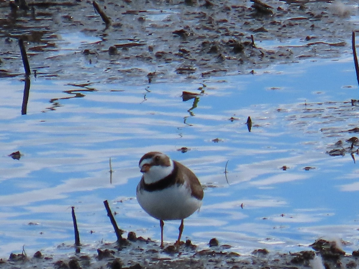 Semipalmated Plover - ML620382081