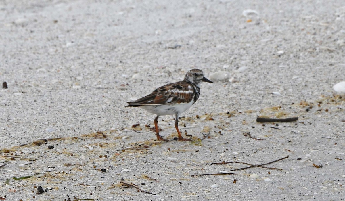 Ruddy Turnstone - ML620382082