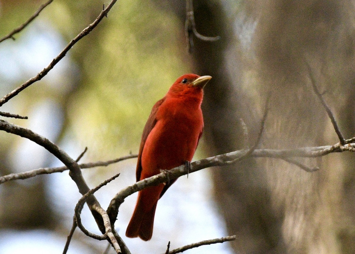 Summer Tanager - ML620382084